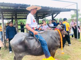 ควายไทย